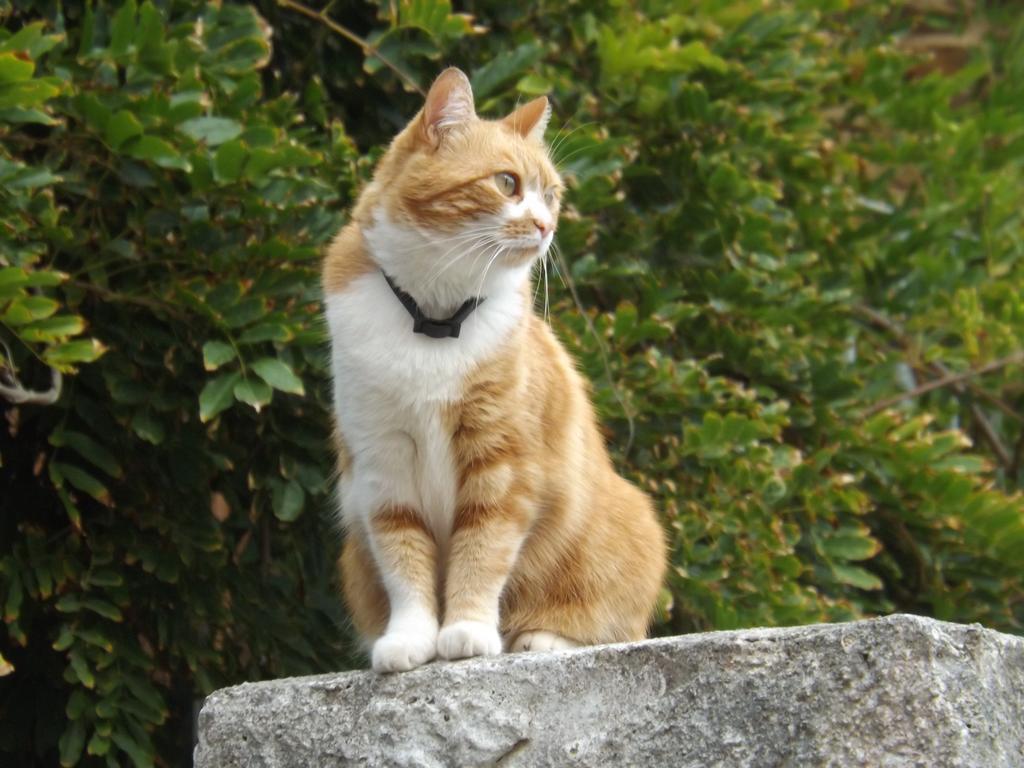B&B Il Gatto Pescatore Stintino Exterior foto